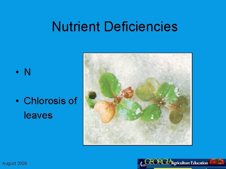 Nutrient Deficiencies • N • Chlorosis of leaves August 2008 