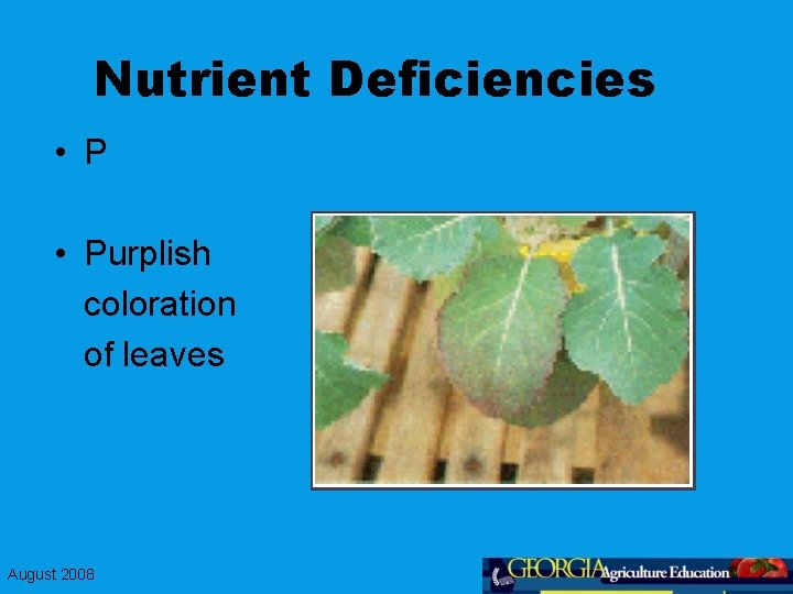 Nutrient Deficiencies • Purplish coloration of leaves August 2008 