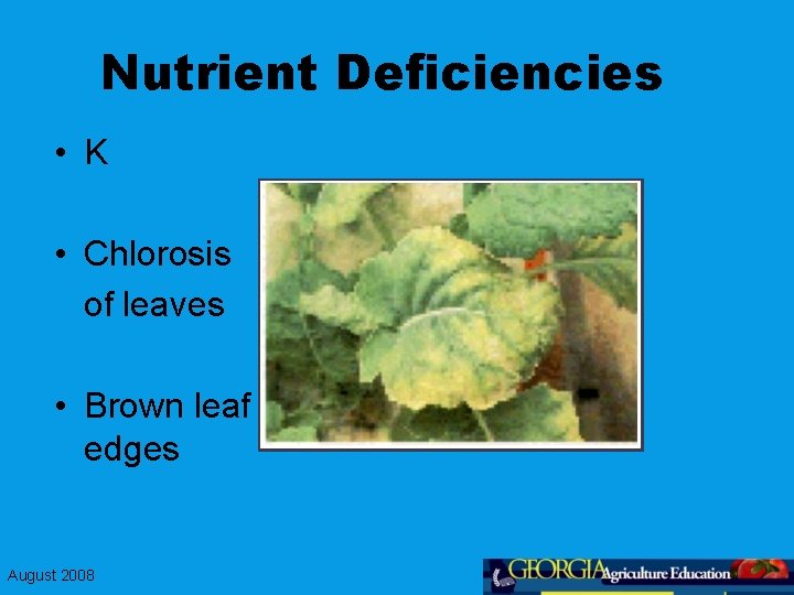 Nutrient Deficiencies • K • Chlorosis of leaves • Brown leaf edges August 2008