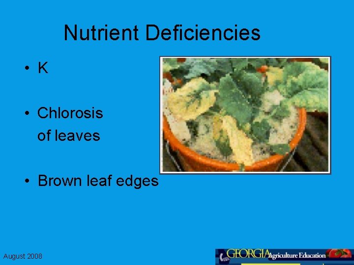 Nutrient Deficiencies • K • Chlorosis of leaves • Brown leaf edges August 2008