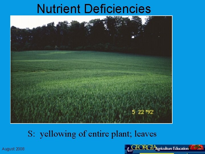 Nutrient Deficiencies S: yellowing of entire plant; leaves August 2008 