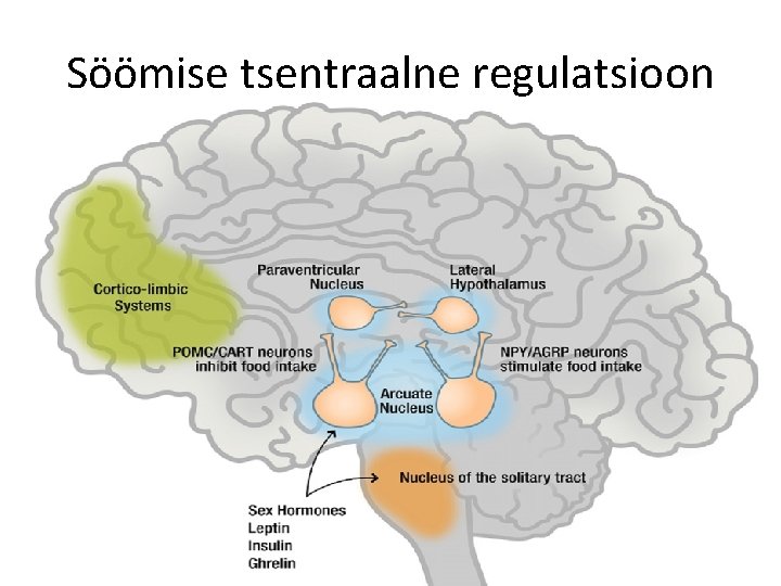 Söömise tsentraalne regulatsioon 