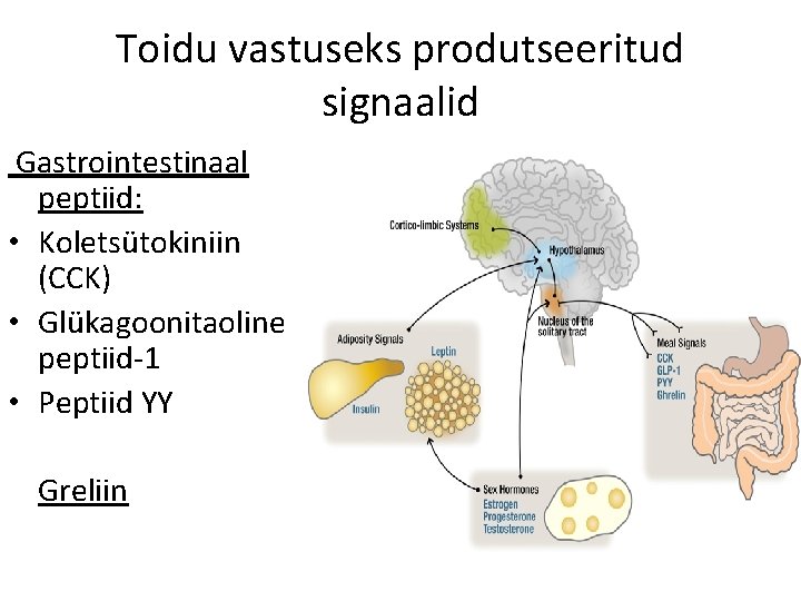 Toidu vastuseks produtseeritud signaalid Gastrointestinaal peptiid: • Koletsütokiniin (CCK) • Glükagoonitaoline peptiid-1 • Peptiid