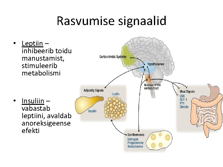 Rasvumise signaalid • Leptiin – inhibeerib toidu manustamist, stimuleerib metabolismi • Insuliin – vabastab