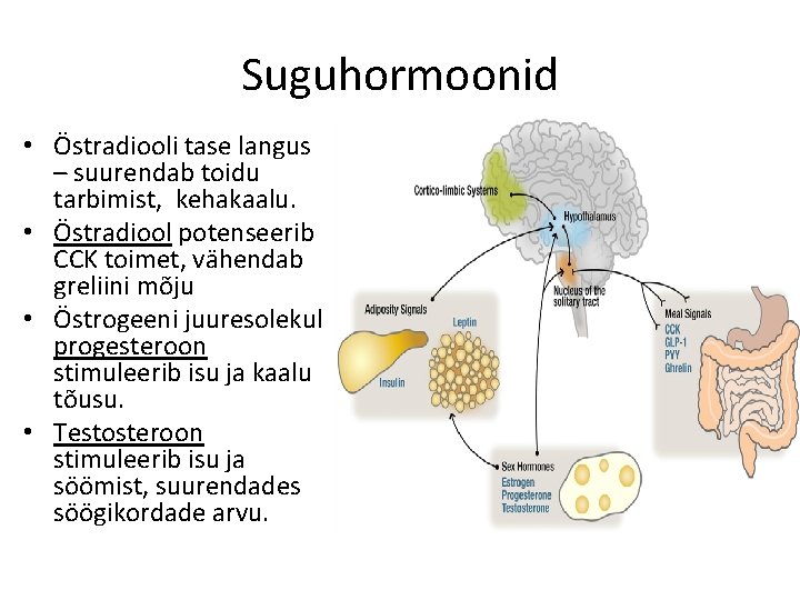 Suguhormoonid • Östradiooli tase langus – suurendab toidu tarbimist, kehakaalu. • Östradiool potenseerib CCK