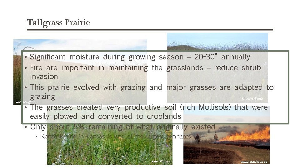 Tallgrass Prairie • Significant moisture during growing season – 20 -30” annually • Fire