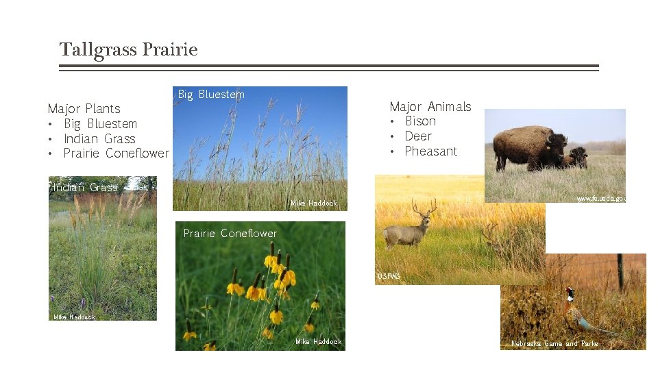Tallgrass Prairie Major Plants • Big Bluestem • Indian Grass • Prairie Coneflower Big