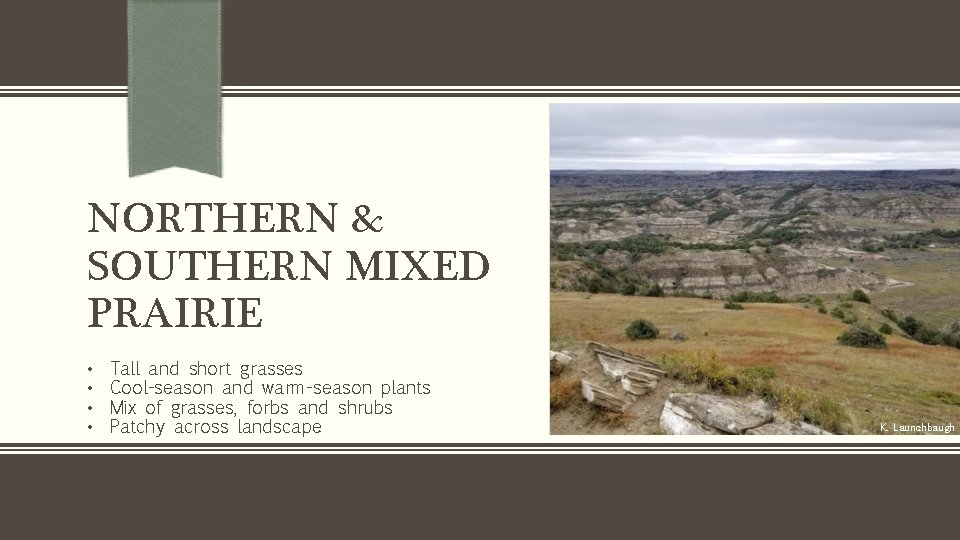 NORTHERN & SOUTHERN MIXED PRAIRIE • • Tall and short grasses Cool-season and warm-season