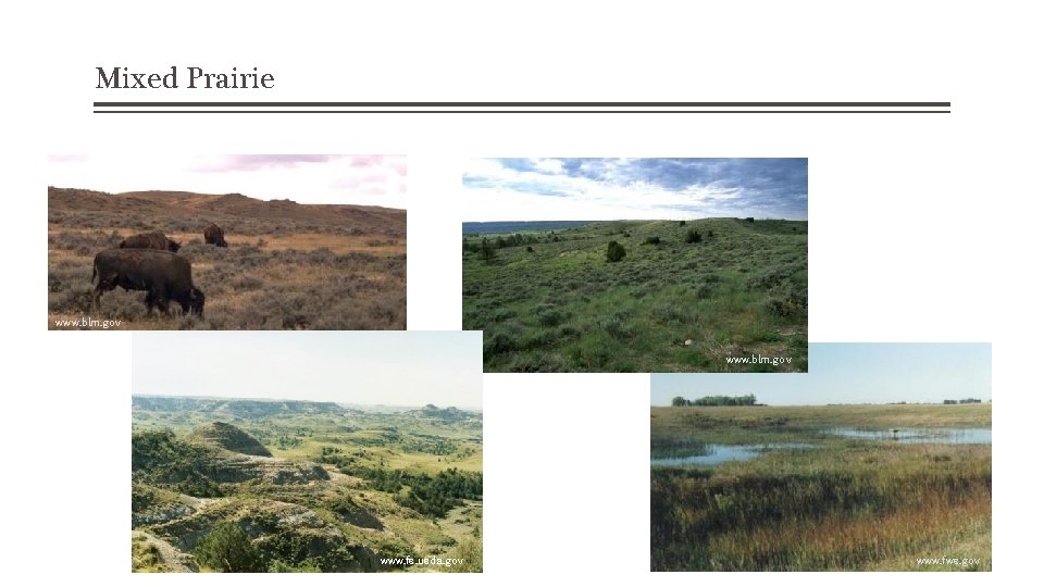 Mixed Prairie www. blm. gov www. fs. usda. gov www. fws. gov 