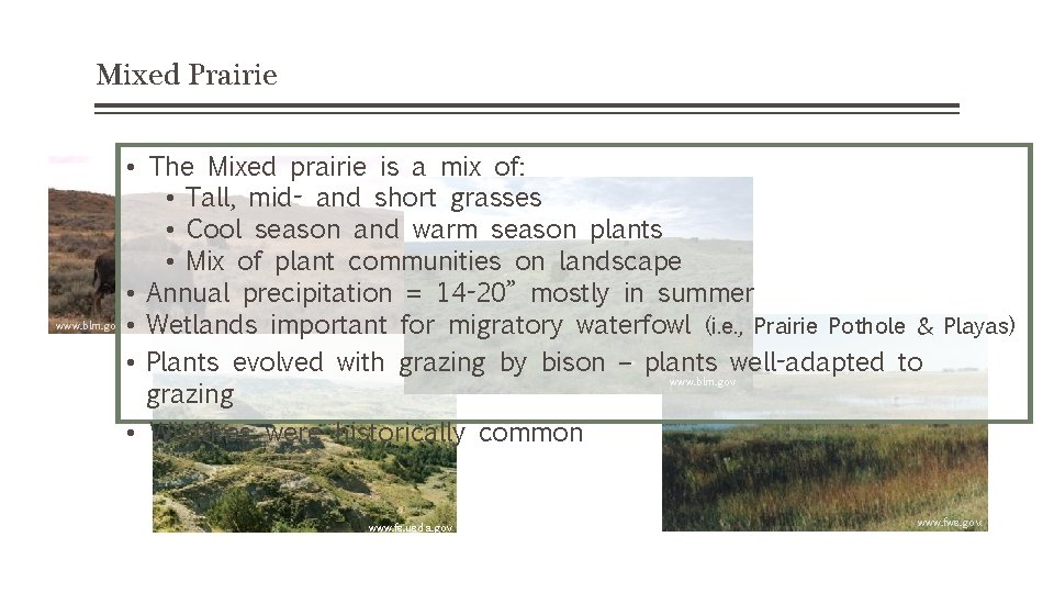 Mixed Prairie • The Mixed prairie is a mix of: • Tall, mid- and