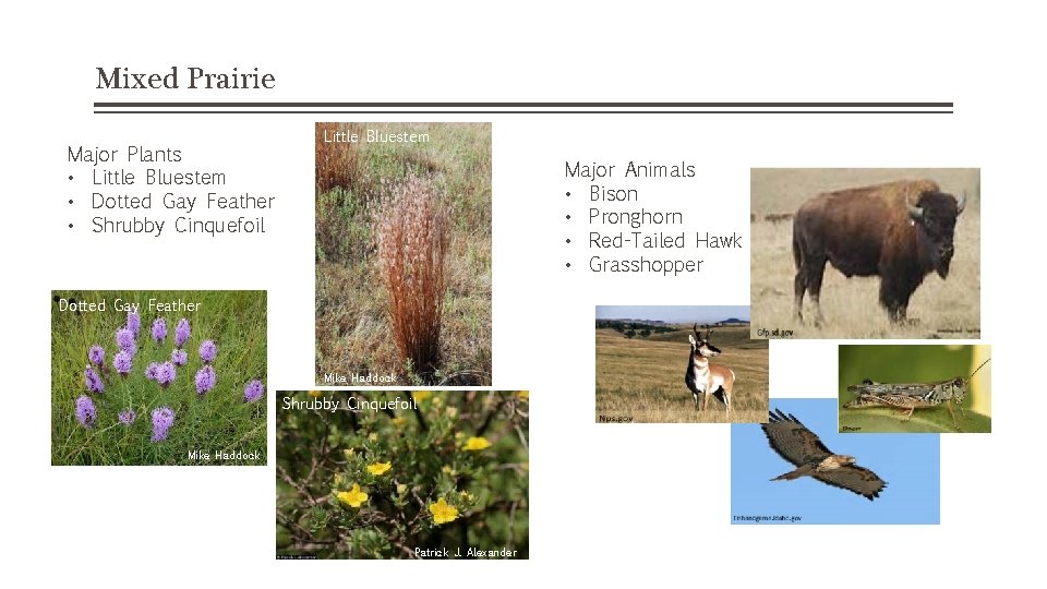 Mixed Prairie Major Plants • Little Bluestem • Dotted Gay Feather • Shrubby Cinquefoil