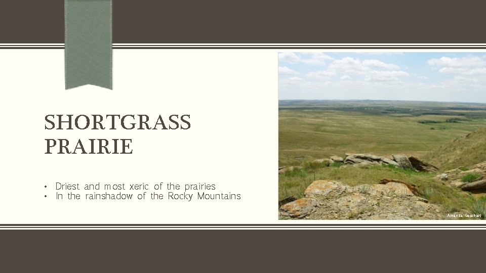 SHORTGRASS PRAIRIE • Driest and most xeric of the prairies • In the rainshadow
