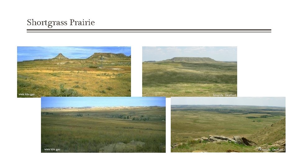 Shortgrass Prairie www. blm. gov Amanda Gearhart 