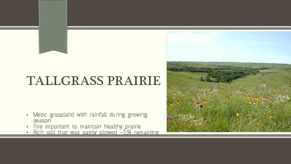 TALLGRASS PRAIRIE • Mesic grassland with rainfall during growing season • Fire important to