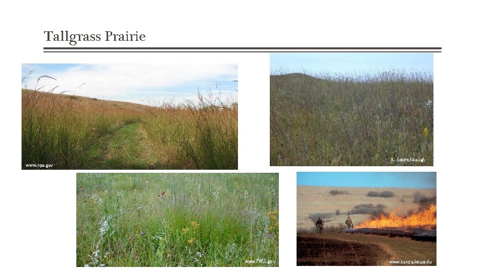 Tallgrass Prairie K. Launchbaugh www. nps. gov www. FWS. gov www. konza. ksu. edu