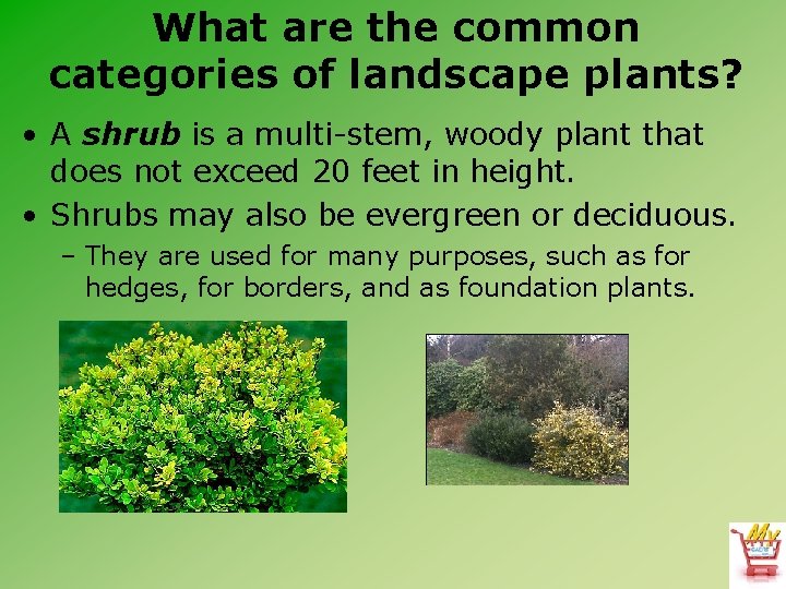 What are the common categories of landscape plants? • A shrub is a multi-stem,