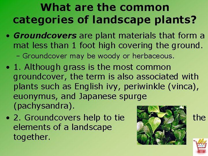 What are the common categories of landscape plants? • Groundcovers are plant materials that