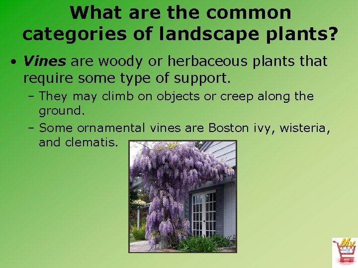 What are the common categories of landscape plants? • Vines are woody or herbaceous