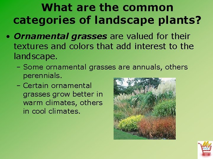 What are the common categories of landscape plants? • Ornamental grasses are valued for