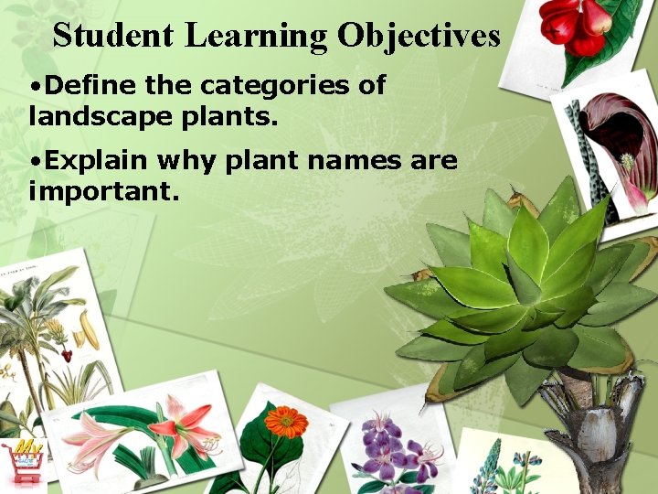 Student Learning Objectives • Define the categories of landscape plants. • Explain why plant