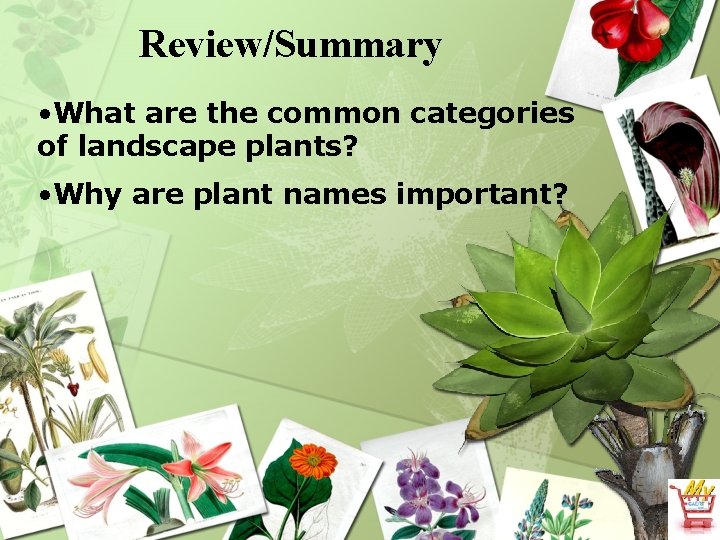 Review/Summary • What are the common categories of landscape plants? • Why are plant