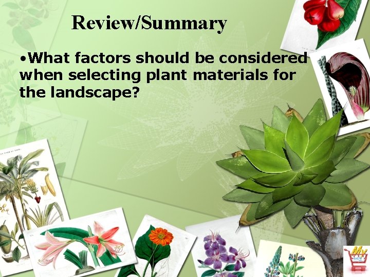 Review/Summary • What factors should be considered when selecting plant materials for the landscape?