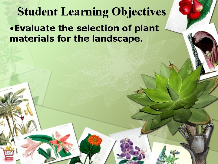Student Learning Objectives • Evaluate the selection of plant materials for the landscape. 