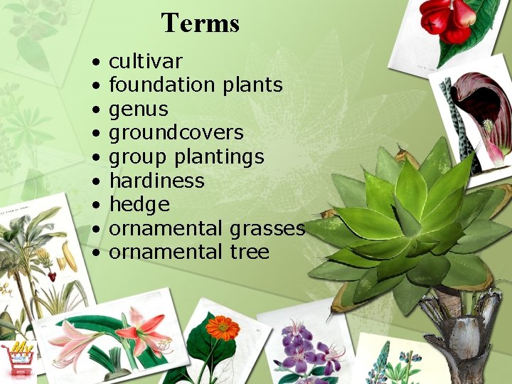 Terms • • • cultivar foundation plants genus groundcovers group plantings hardiness hedge ornamental