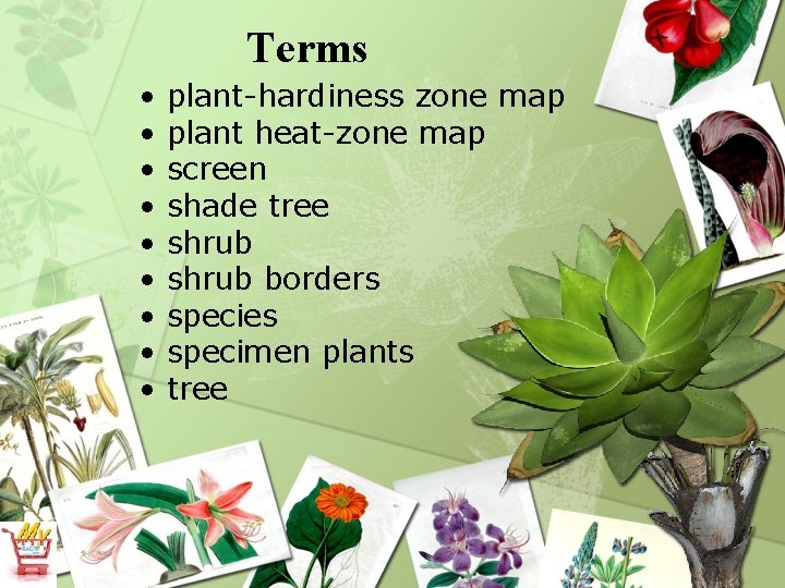 Terms • • • plant-hardiness zone map plant heat-zone map screen shade tree shrub