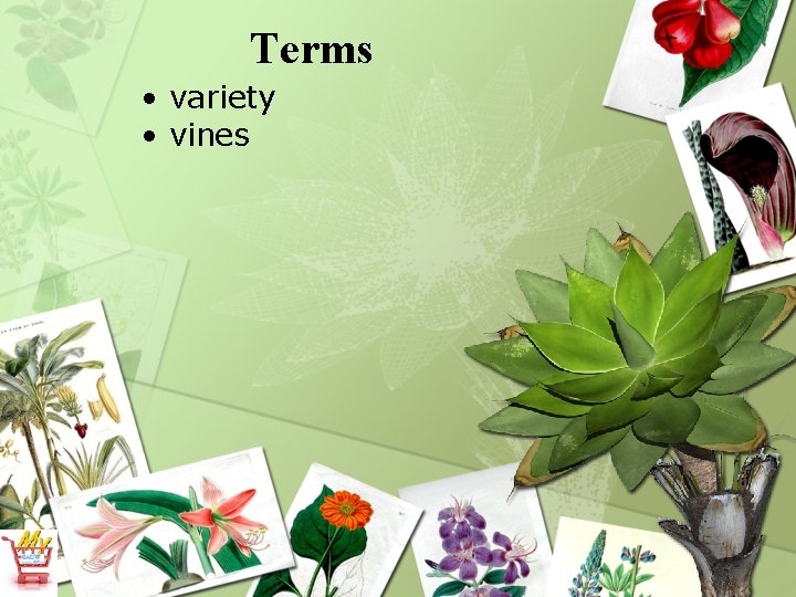 Terms • variety • vines 