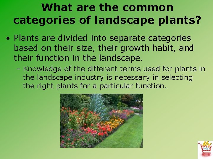 What are the common categories of landscape plants? • Plants are divided into separate