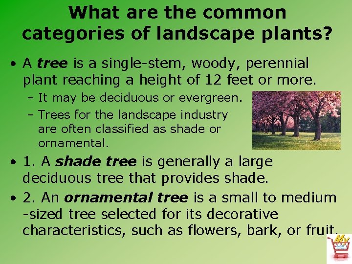 What are the common categories of landscape plants? • A tree is a single-stem,