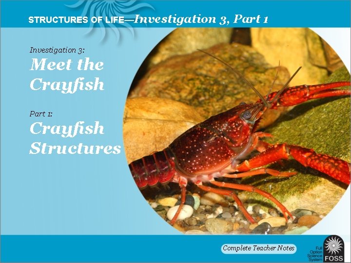 STRUCTURES OF LIFE—Investigation 3, Part 1 Investigation 3: Meet the Crayfish Part 1: Crayfish