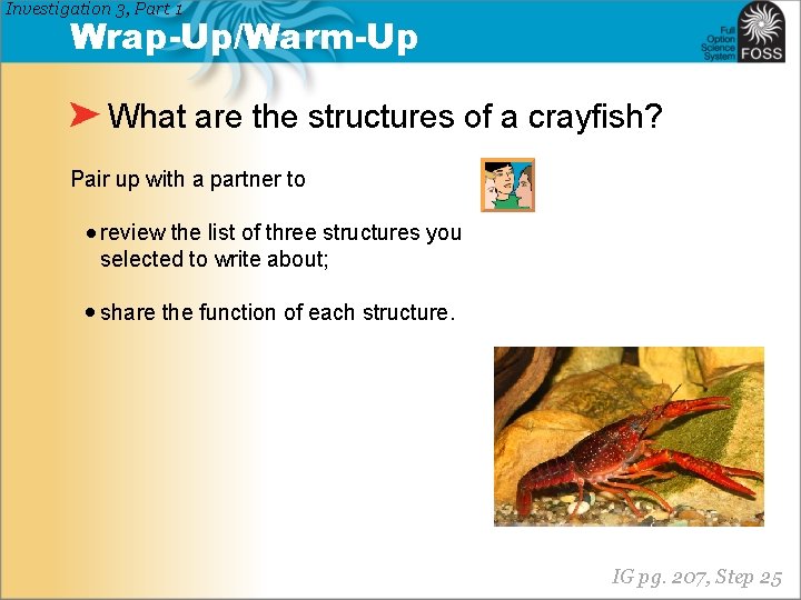 Investigation 3, Part 1 Wrap-Up/Warm-Up What are the structures of a crayfish? Pair up