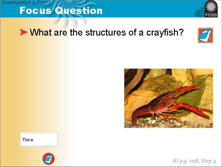 Investigation 3, Part 1 Focus Question What are the structures of a crayfish? Time