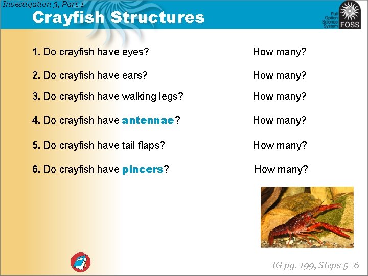 Investigation 3, Part 1 Crayfish Structures 1. Do crayfish have eyes? How many? 2.