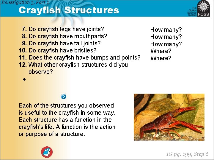 Investigation 3, Part 1 Crayfish Structures 7. Do crayfish legs have joints? 8. Do
