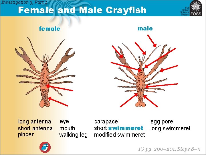 Investigation 3, Part 1 Female and Male Crayfish female long antenna short antenna pincer