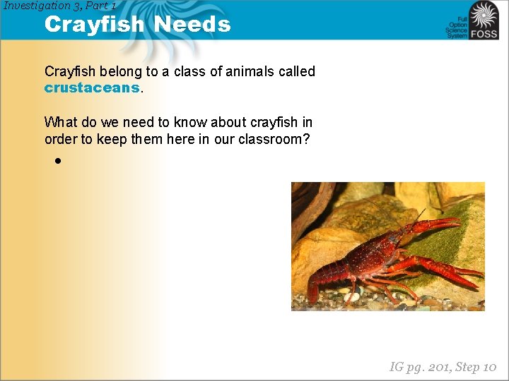 Investigation 3, Part 1 Crayfish Needs Crayfish belong to a class of animals called