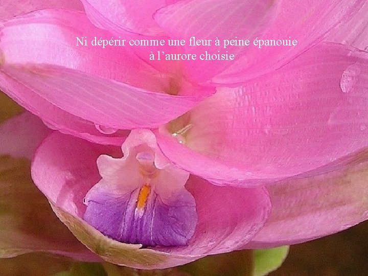 Ni dépérir comme une fleur à peine épanouie à l’aurore choisie 