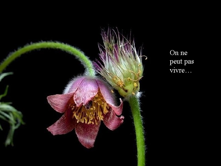 On ne peut pas vivre… 