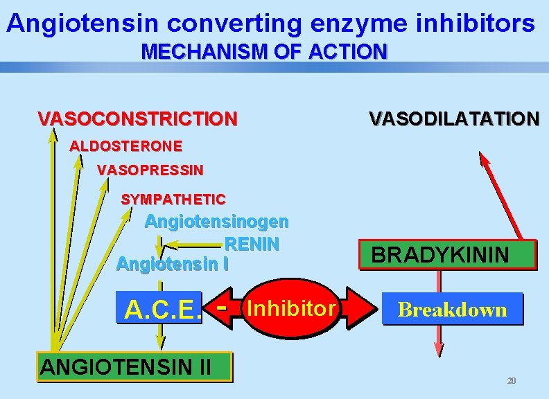  Angiotensin converting enzyme inhibitors MECHANISM OF ACTION VASOCONSTRICTION VASODILATATION ALDOSTERONE VASOPRESSIN SYMPATHETIC Angiotensinogen