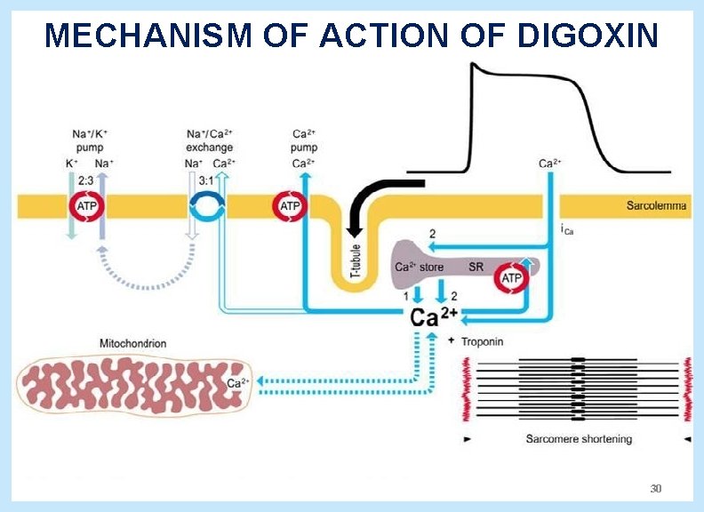  MECHANISM OF ACTION OF DIGOXIN 30 