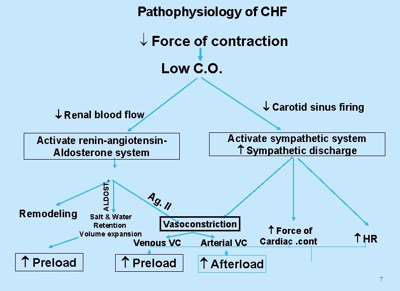 Pathophysiology of CHF Force of contraction Low C. O. Carotid sinus firing Renal blood