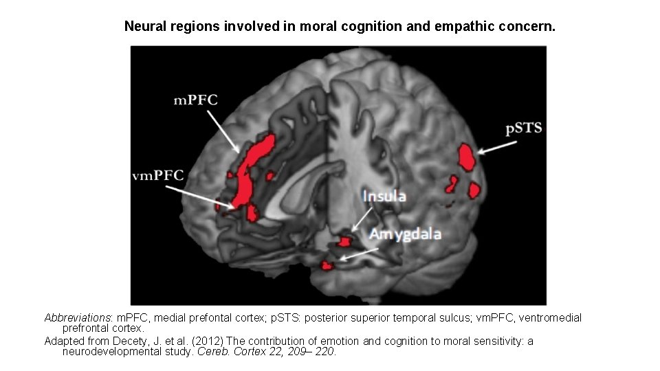 Neural regions involved in moral cognition and empathic concern. Abbreviations: m. PFC, medial prefontal