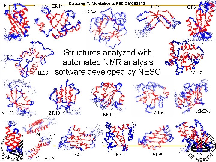IR 24 ER 14 Gaetano T. Montelione, P 50 GM 062413 FGF-2 Structures analyzed