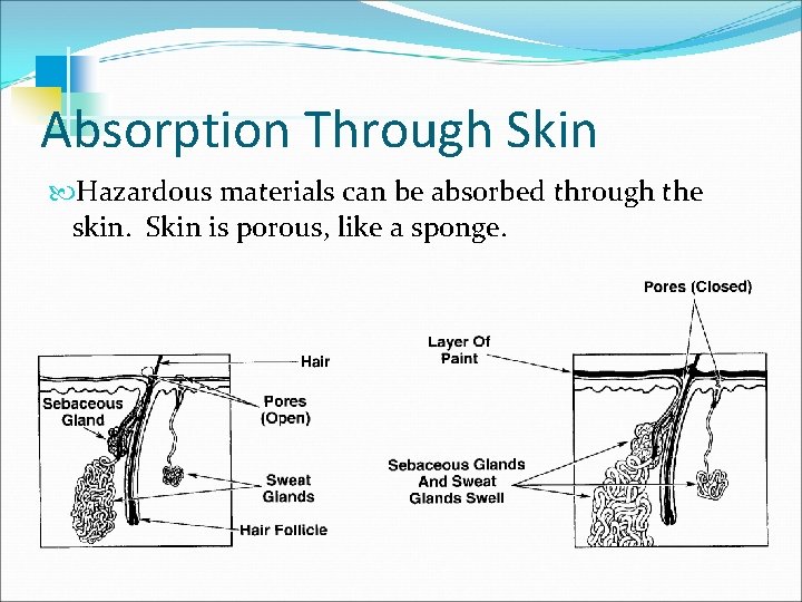Absorption Through Skin Hazardous materials can be absorbed through the skin. Skin is porous,