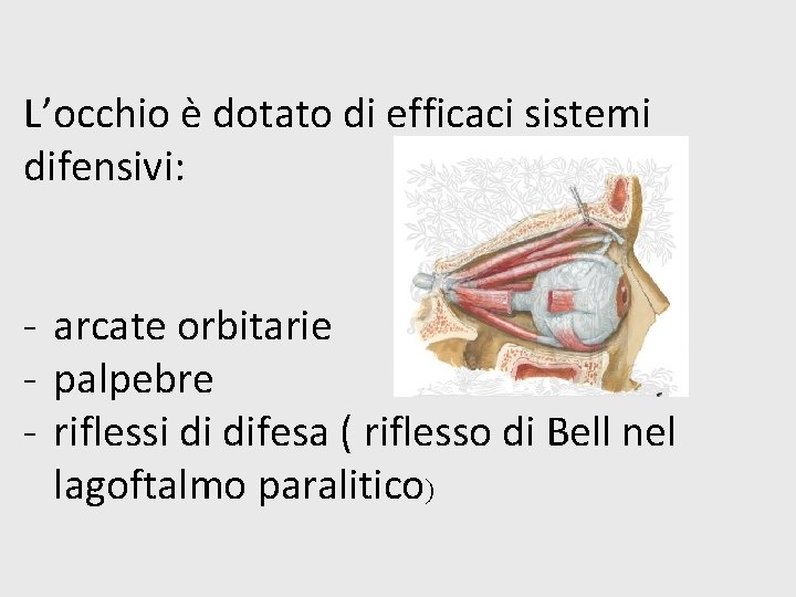 L’occhio è dotato di efficaci sistemi difensivi: - arcate orbitarie - palpebre - riflessi