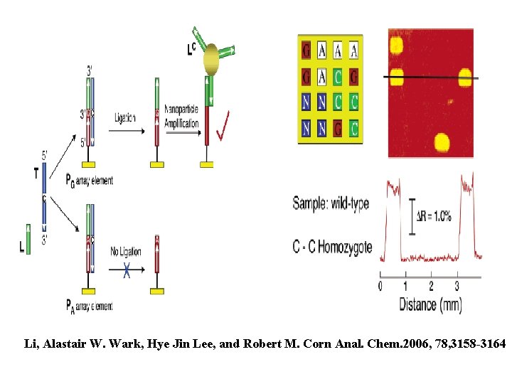 Li, Alastair W. Wark, Hye Jin Lee, and Robert M. Corn Anal. Chem. 2006,