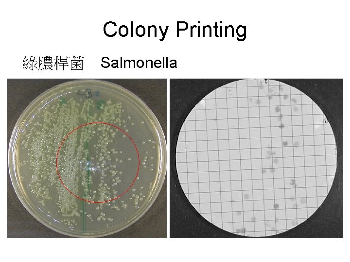 Colony Printing 綠膿桿菌 Salmonella 